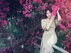 拥抱粉色烂漫