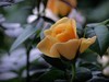 月季花（10）