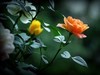 月季花（10）