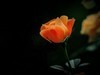 月季花（10）