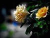 月季花（10）