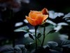 月季花（10）