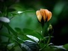 月季花（10）