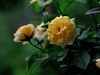 月季花（10）