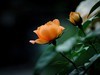 月季花（10）
