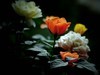 月季花（10）