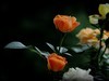 月季花（10）