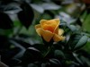 月季花（10）