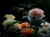 月季花（10）