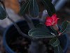 植物园南园温室的花儿