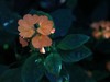 植物园南园温室的花儿