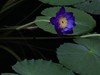 植物园南园温室的花儿