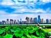 武汉城中沙湖风光