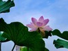 武汉城中沙湖风光