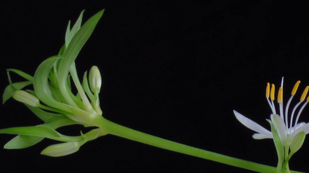 不同相机，不同背景，不同焦距，不同时间，拍同一支小小吊兰花。