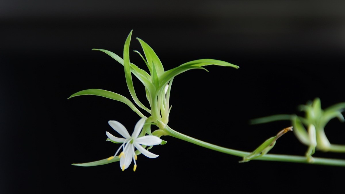 不同相机，不同背景，不同焦距，不同时间，拍同一支小小吊兰花。