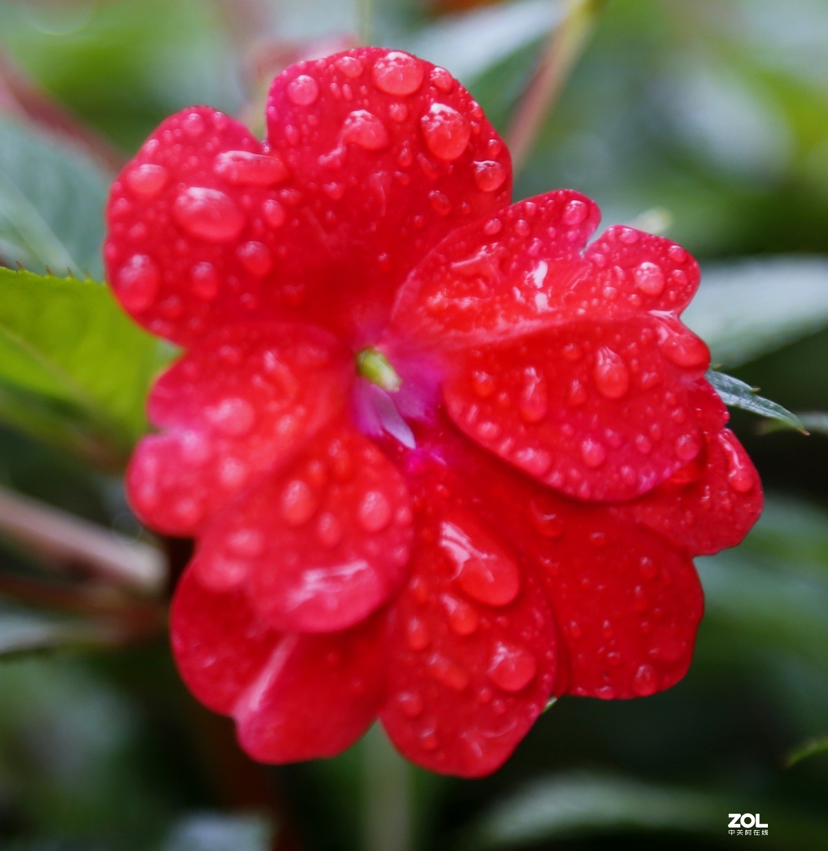 小雨花