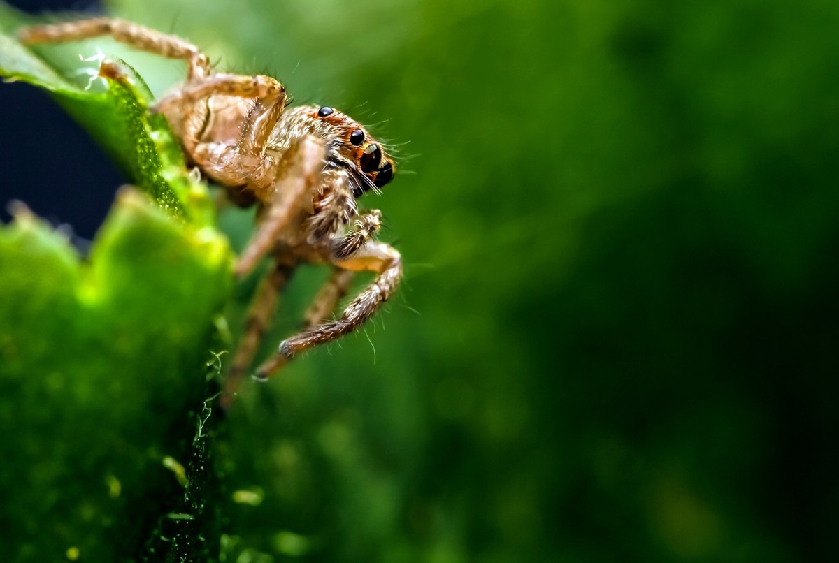 宅在家里拍跳珠