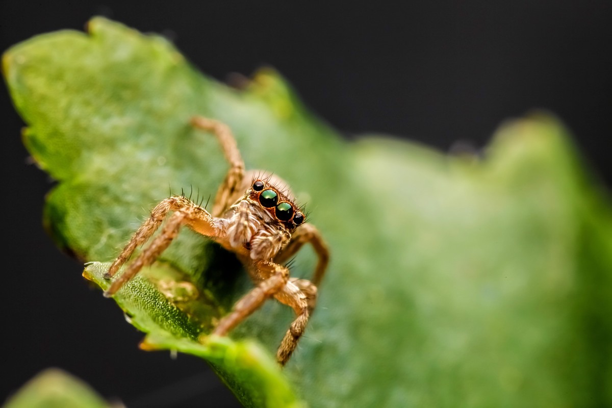 宅在家里拍跳珠
