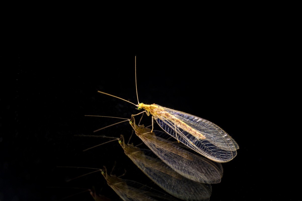 宅在家里拍跳珠