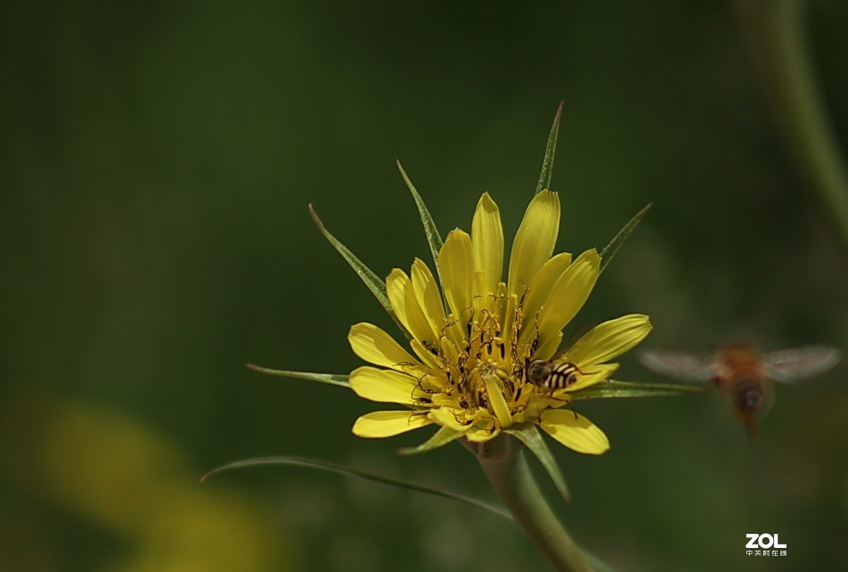 关东百花园216鸦葱花