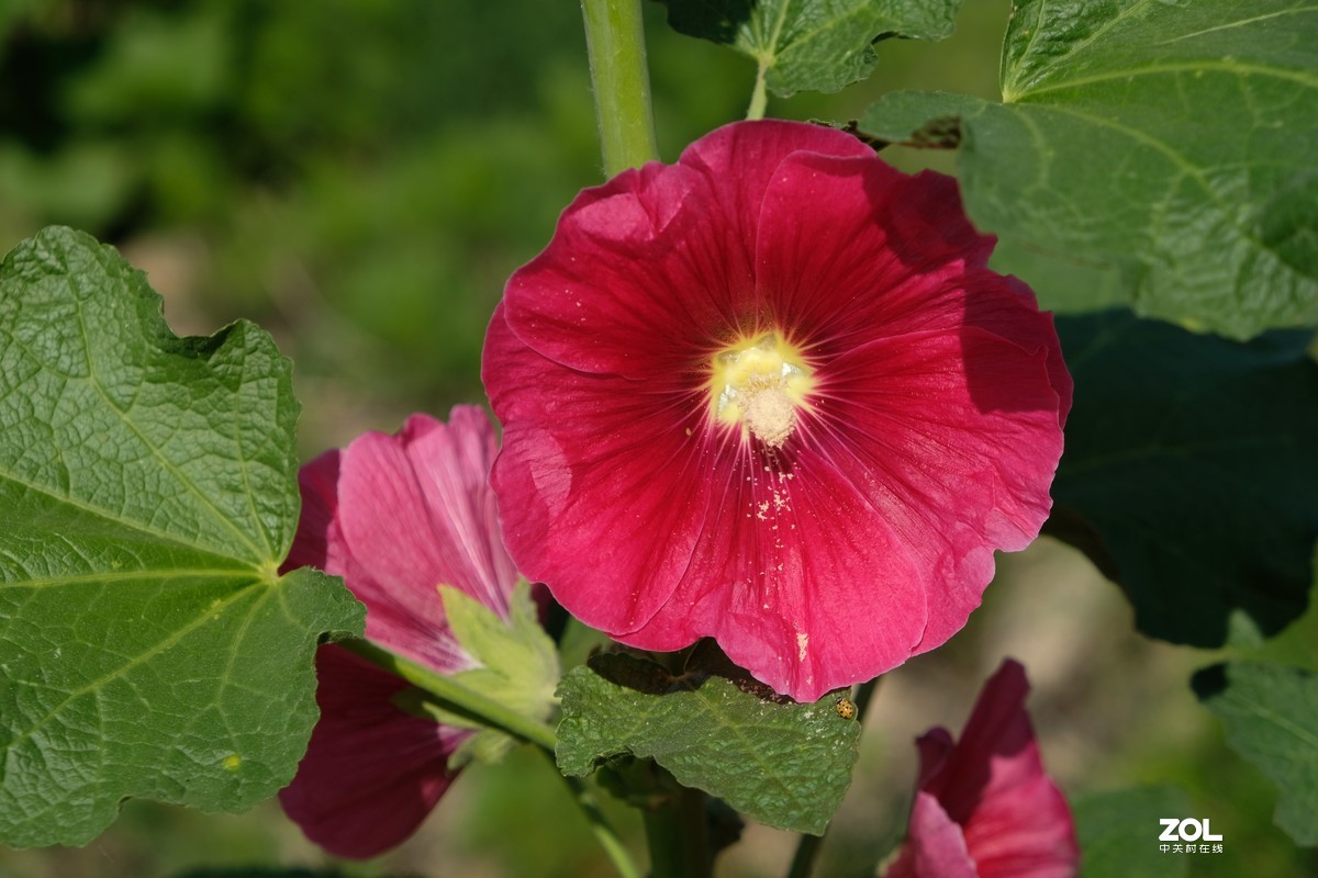 草花一组【20206】