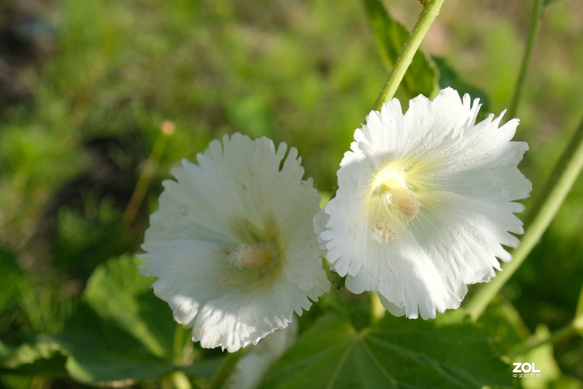 草花一组【20206】