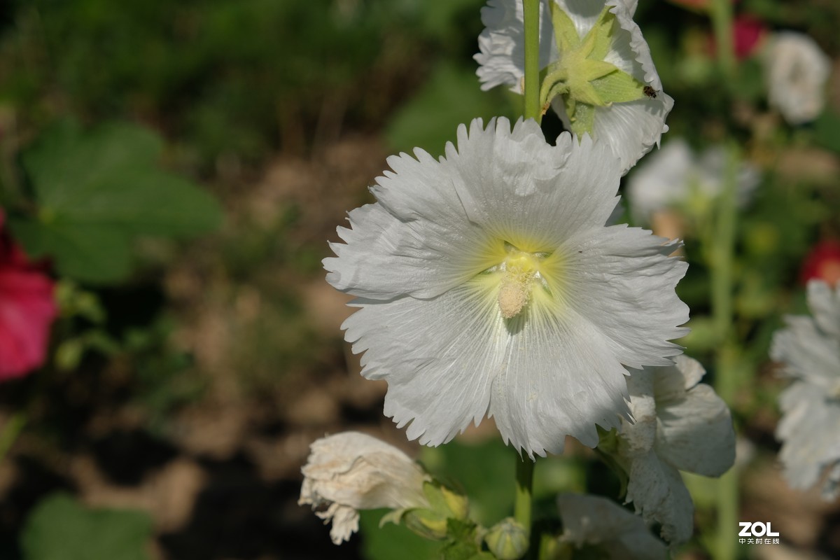 草花一组【20206】