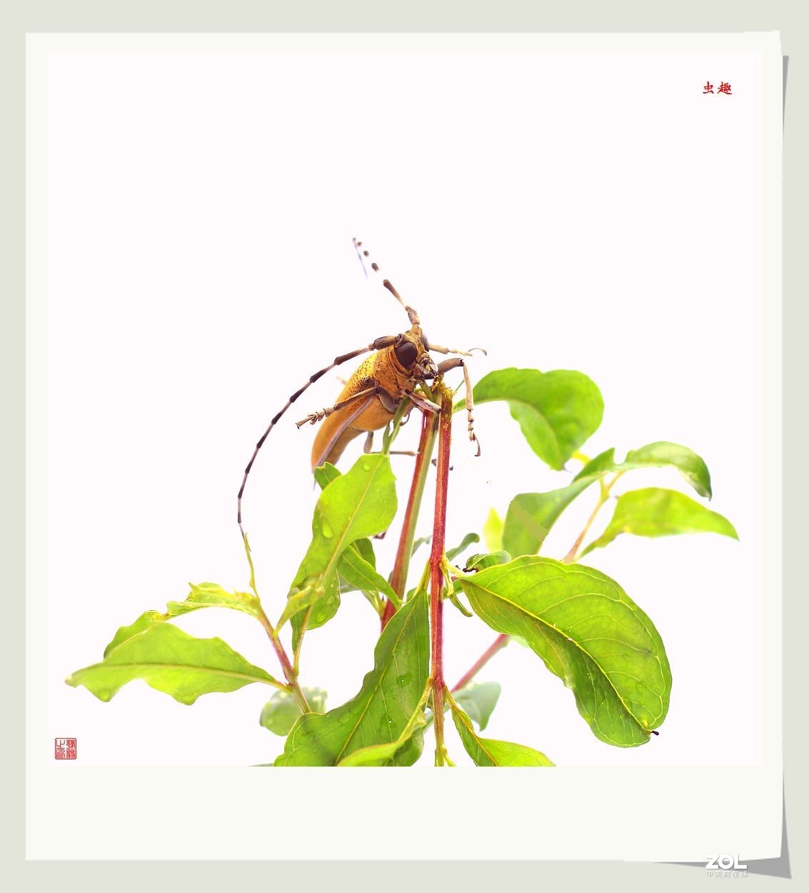 虫趣