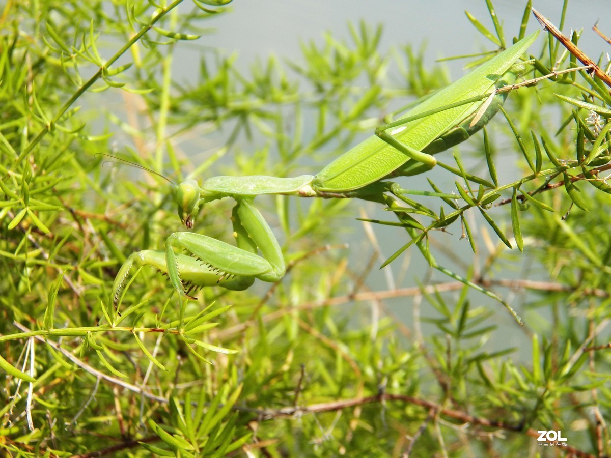 最近淘得一台z990，难得的是接近全新