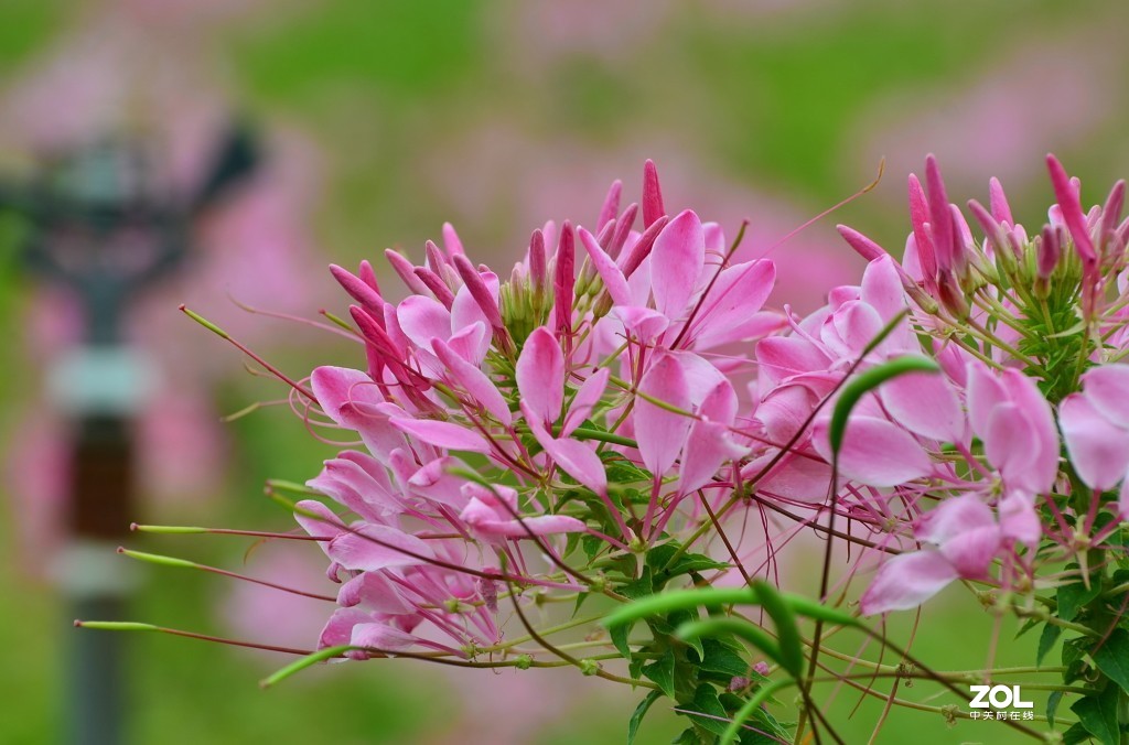 醉蝶花