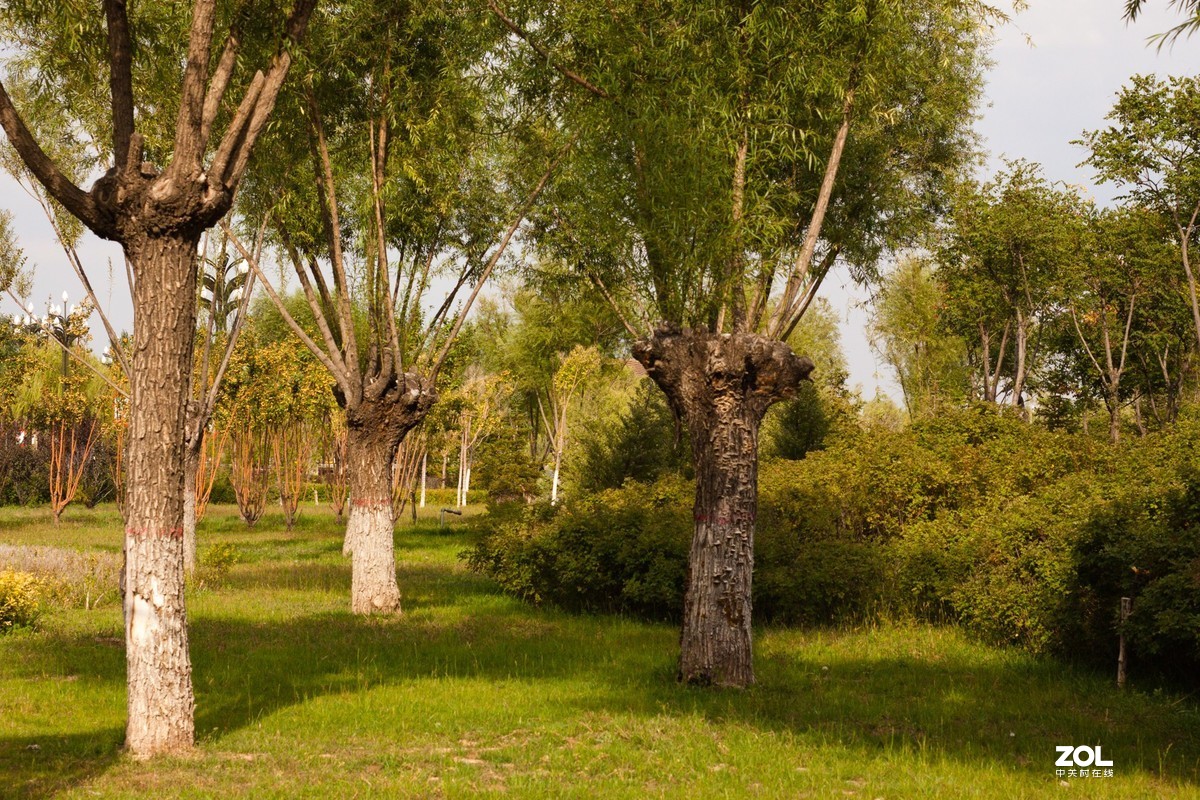 花博园秋日小景