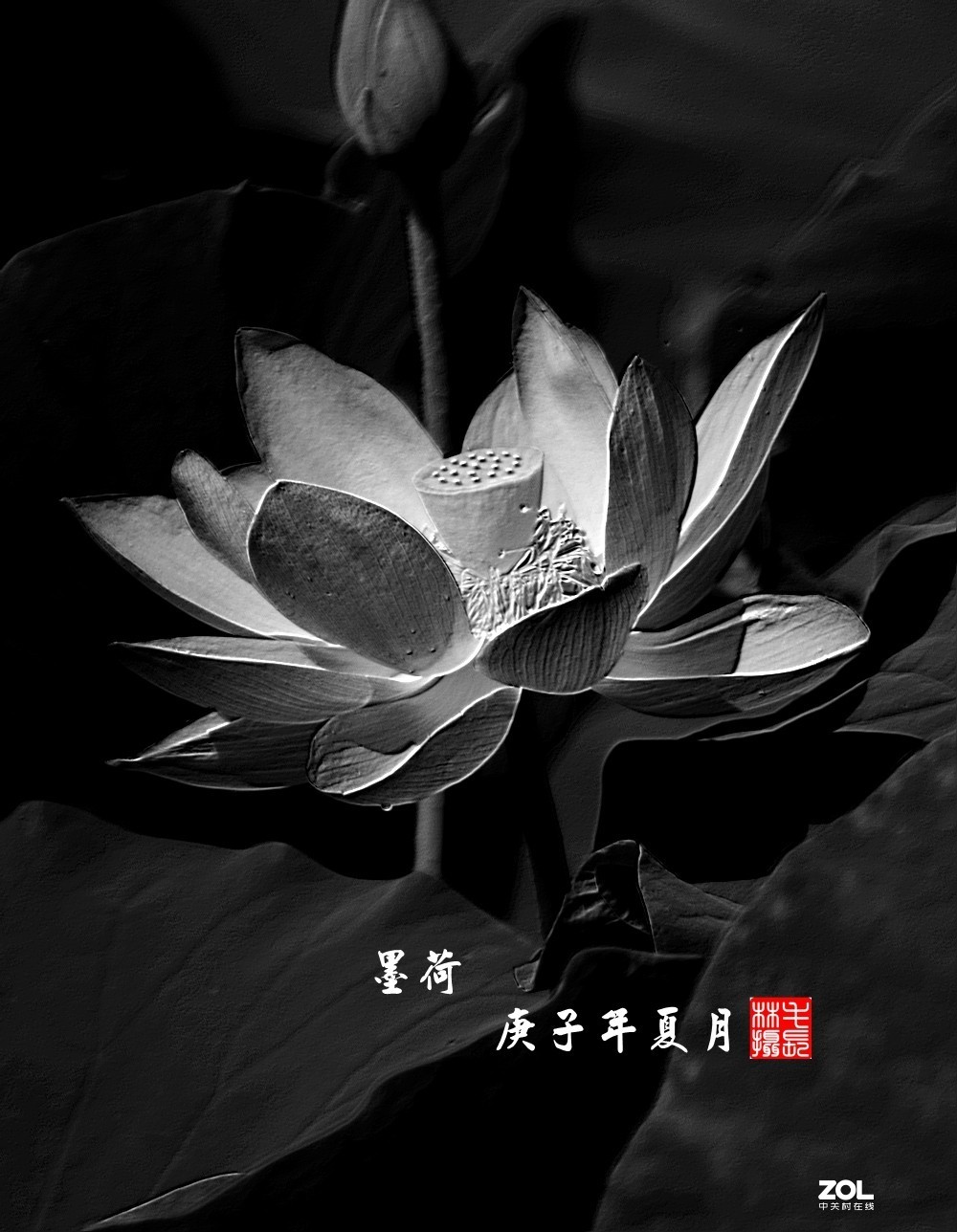 墨荷