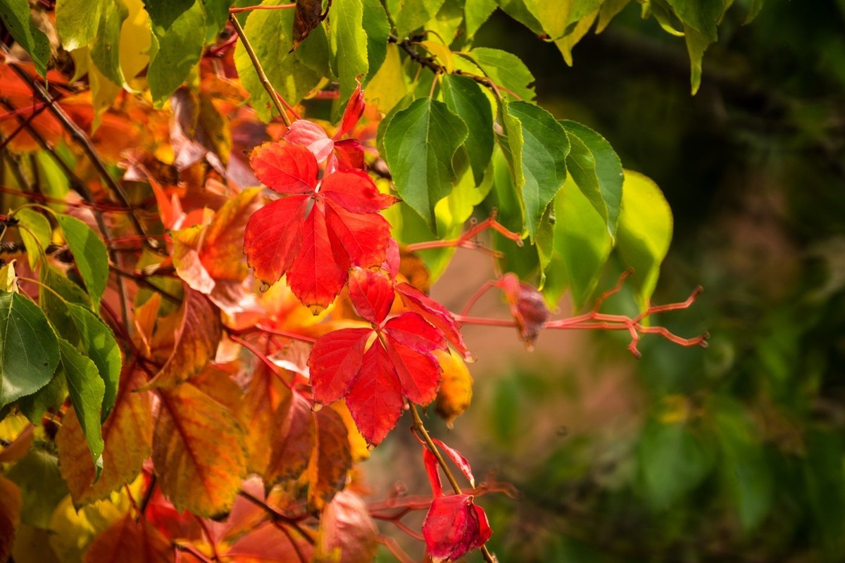 一枝红叶出墙来