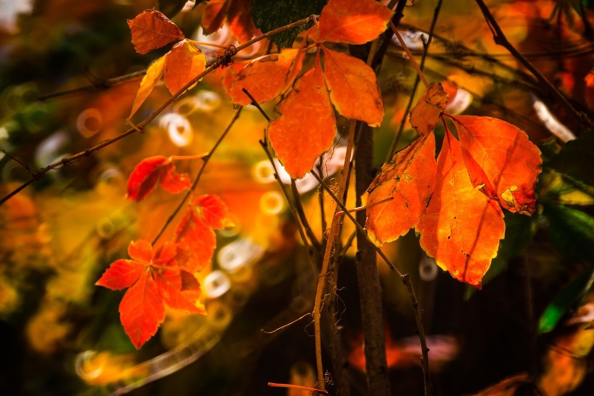 一枝红叶出墙来