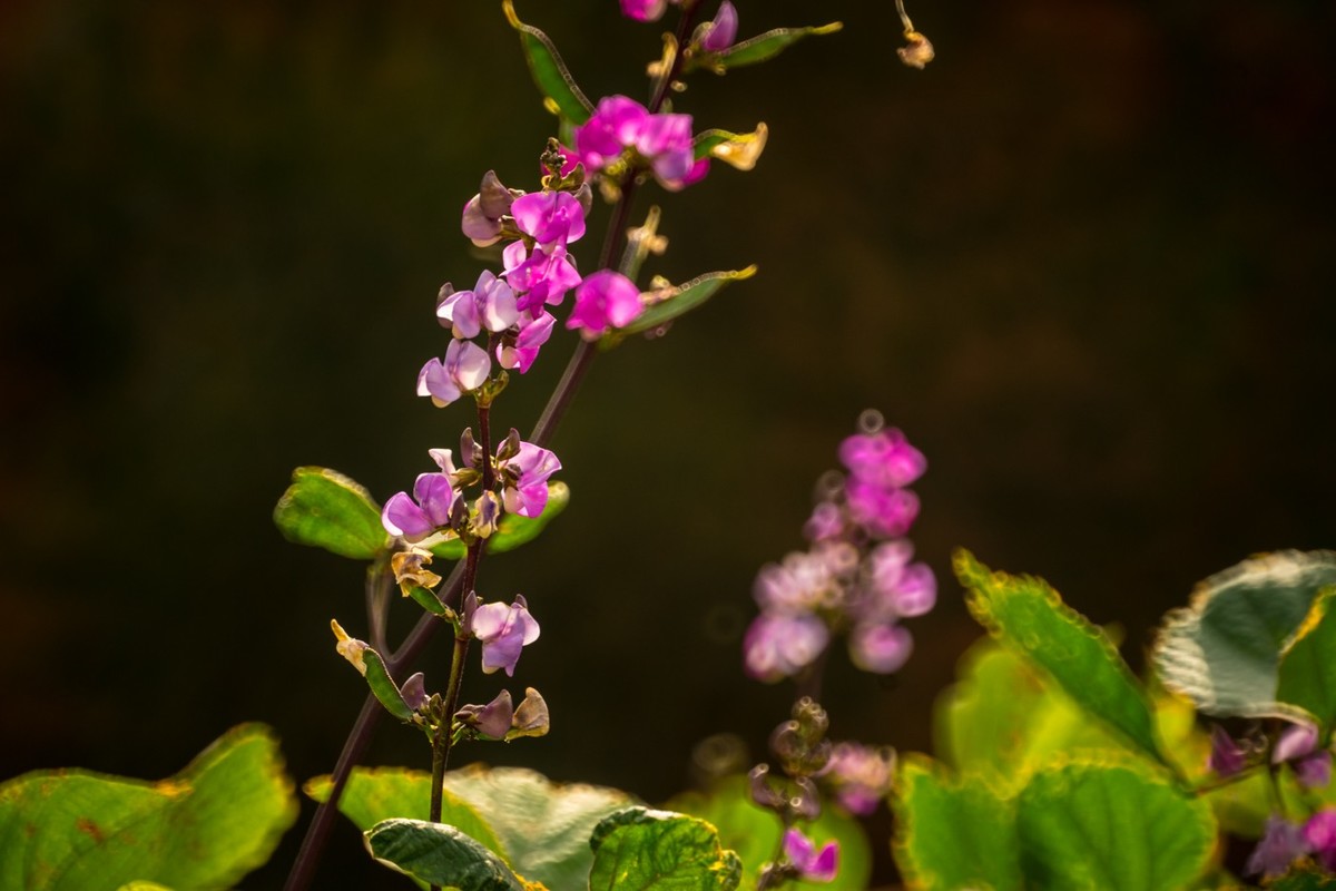 一枝红叶出墙来