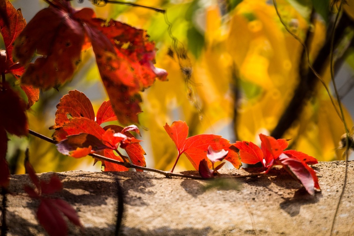 一枝红叶出墙来