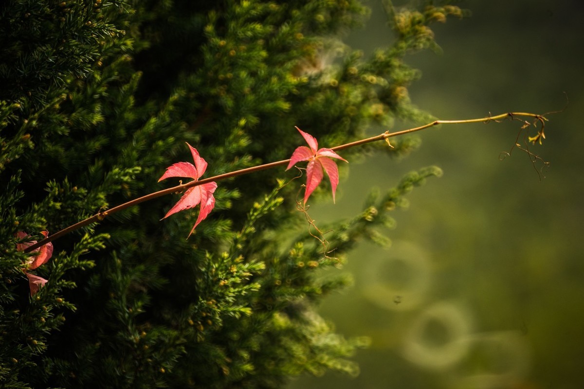 一枝红叶出墙来
