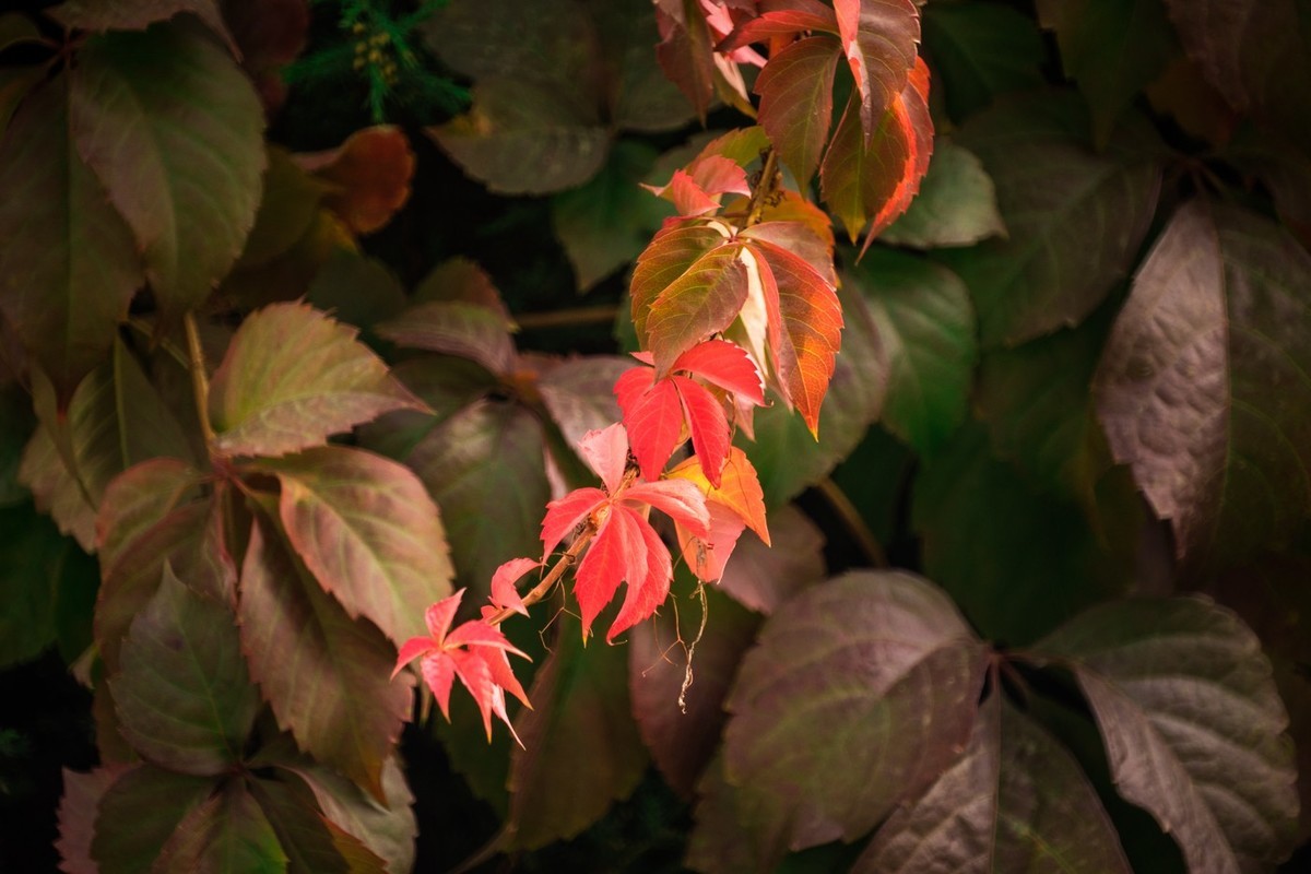 一枝红叶出墙来