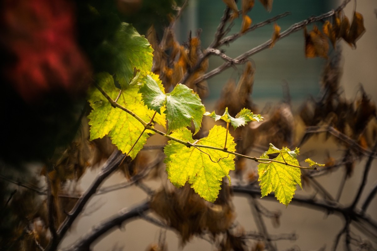 一枝红叶出墙来