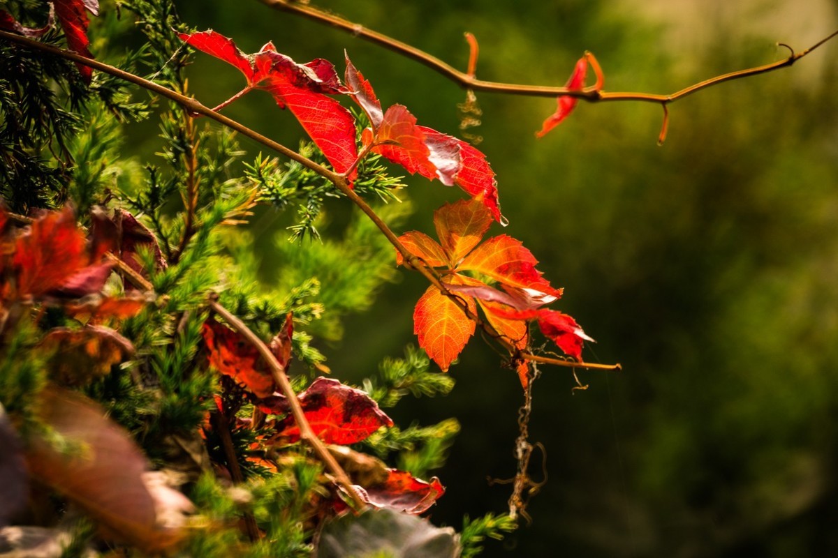 一枝红叶出墙来
