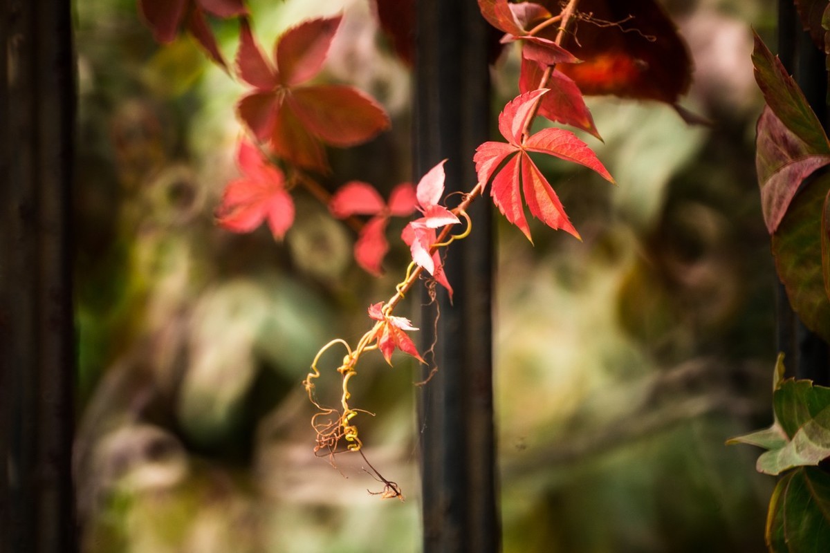 一枝红叶出墙来