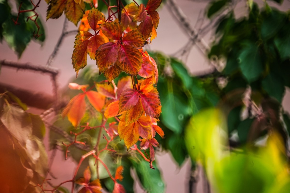 一枝红叶出墙来