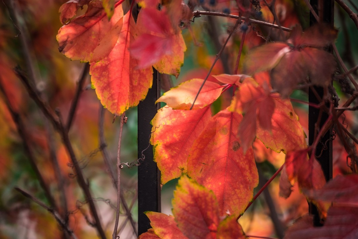 一枝红叶出墙来