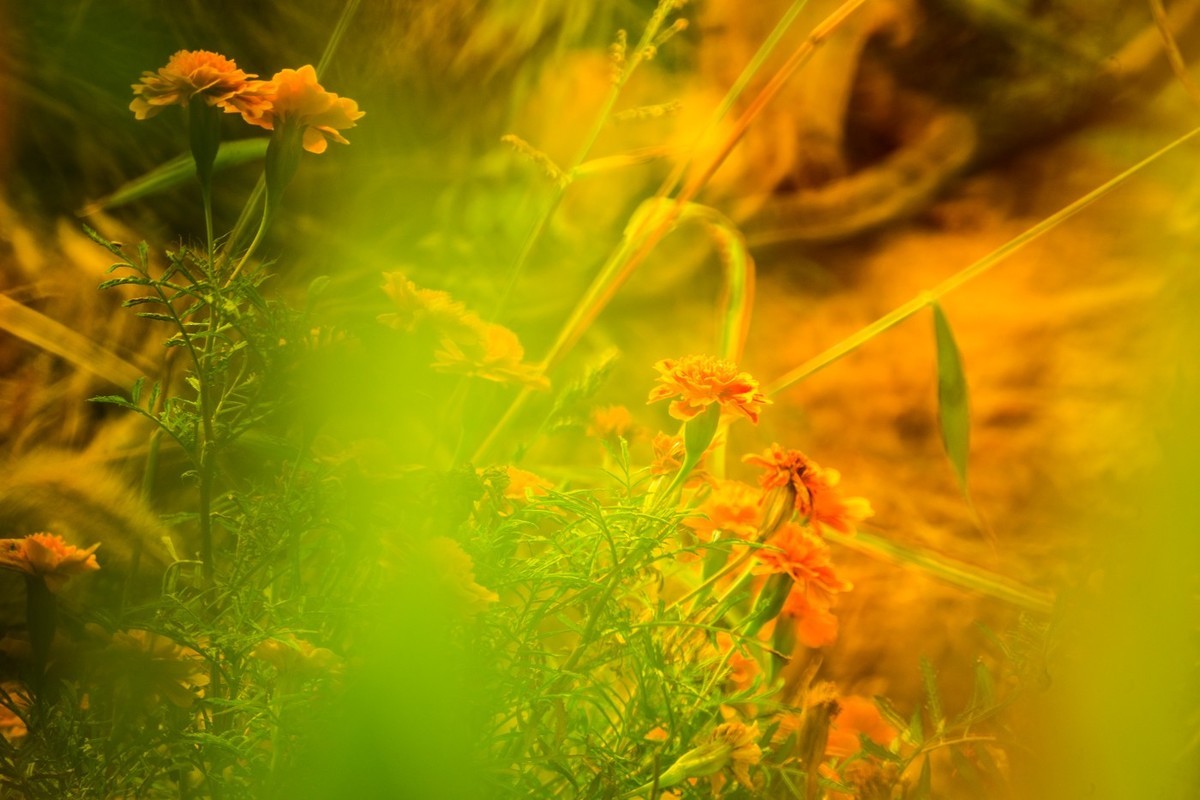 一枝红叶出墙来