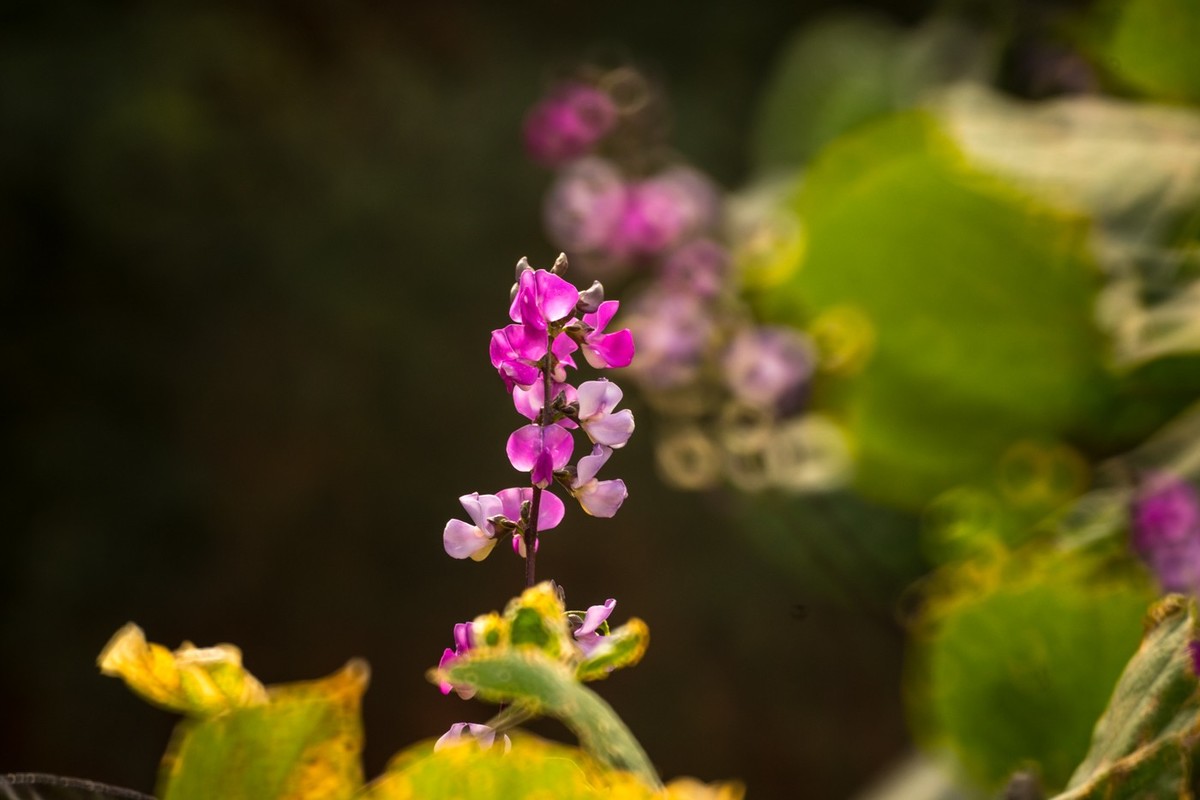 一枝红叶出墙来