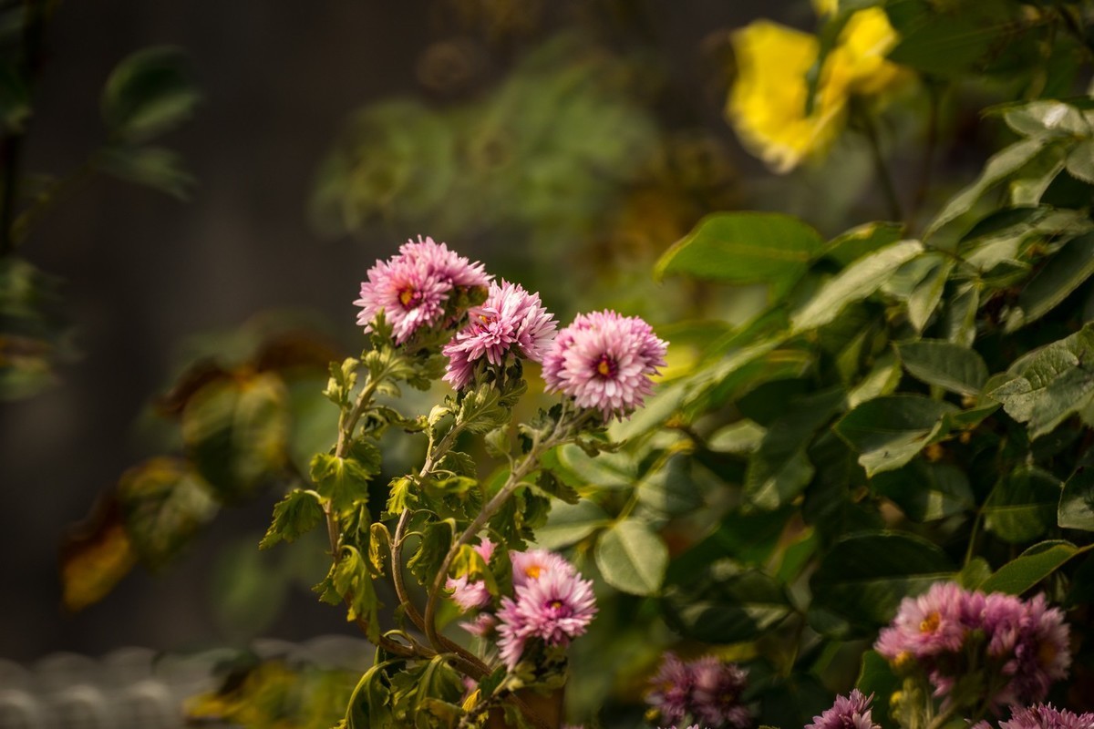 一枝红叶出墙来