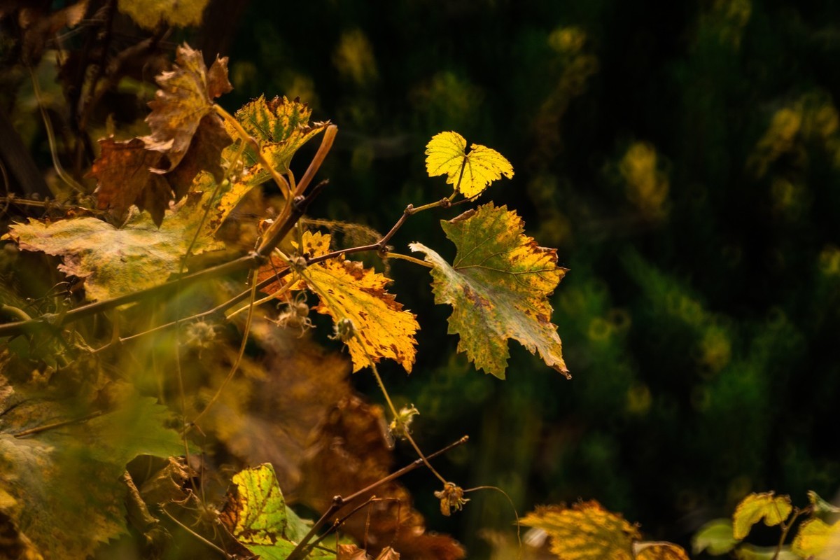 一枝红叶出墙来