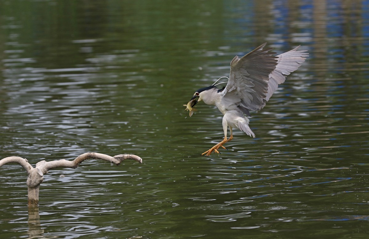 夜鹭抓鱼一气呵成... ... ...