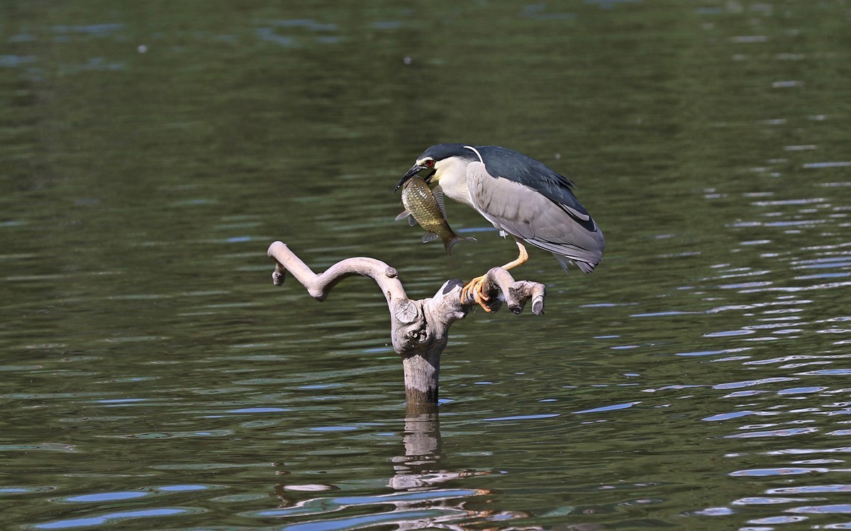 夜鹭抓鱼一气呵成... ... ...